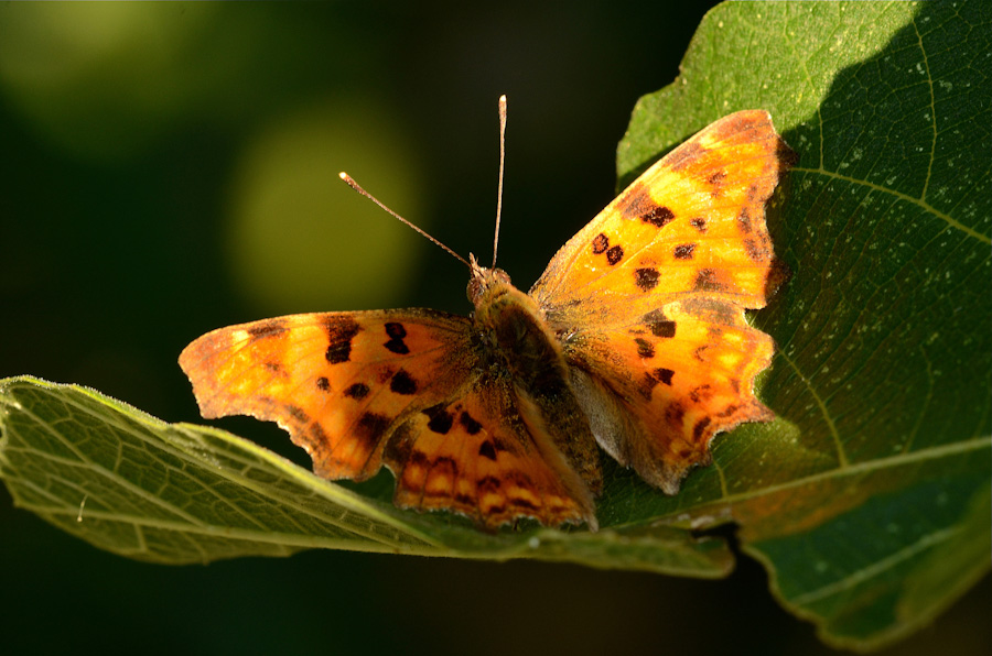 Alla ricerca degli ultimi raggi