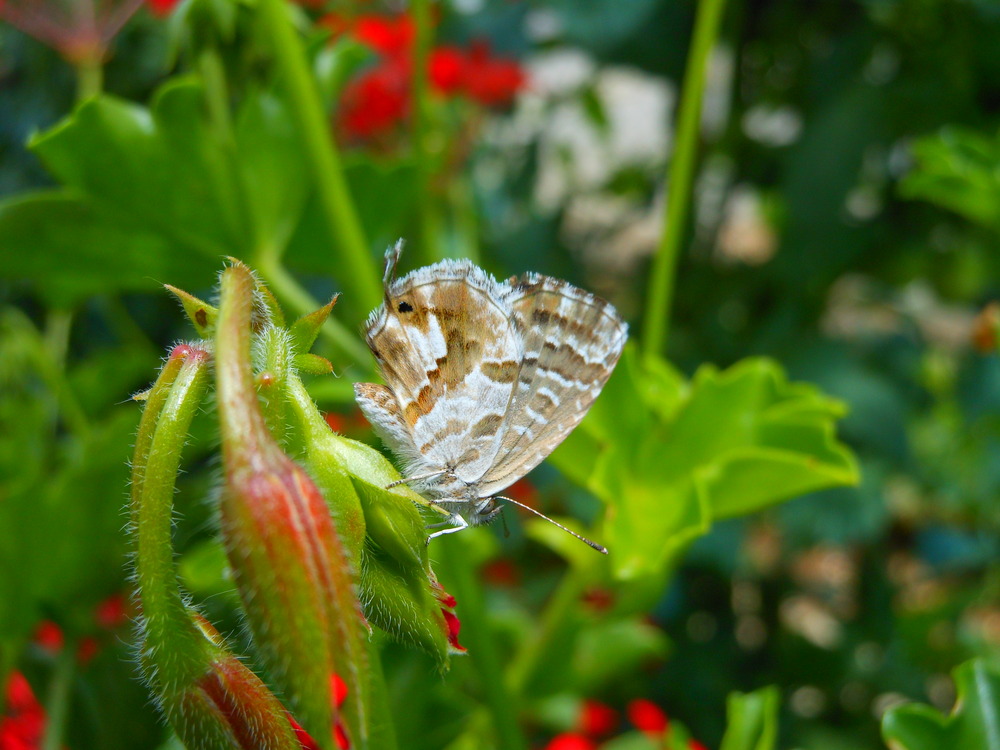 Farfalla
