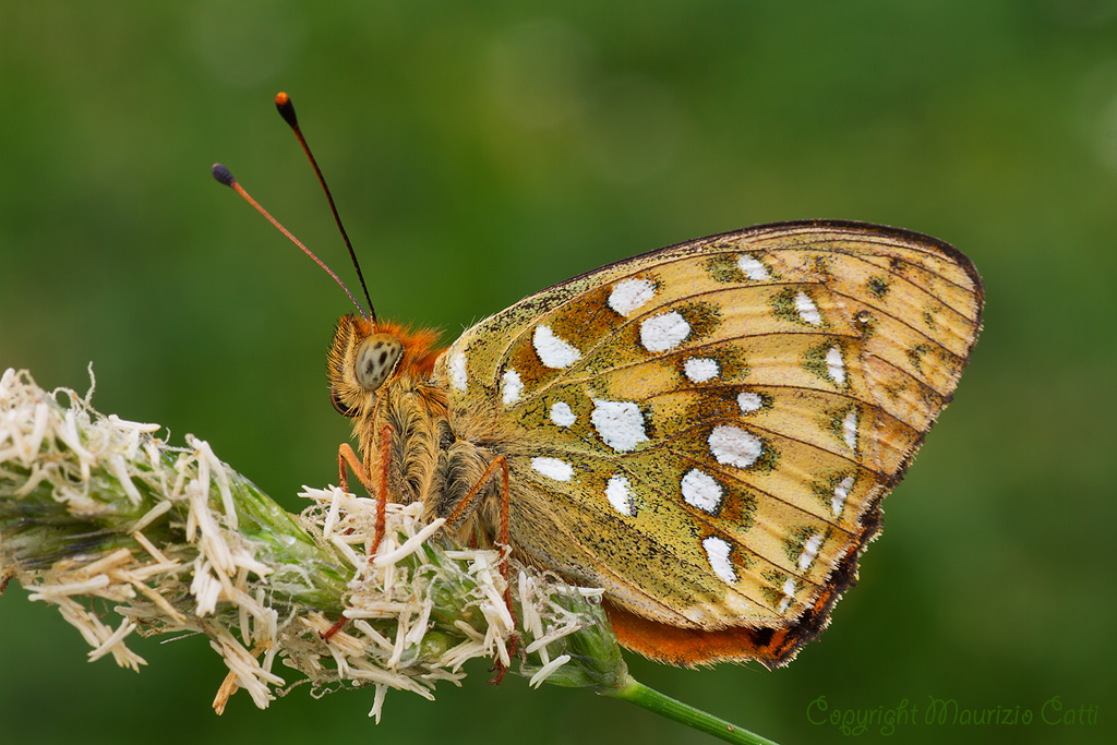 Argynnis ( Fabriciana) adippe