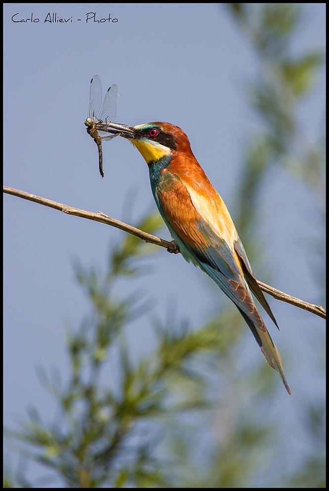 La dura legge della natura