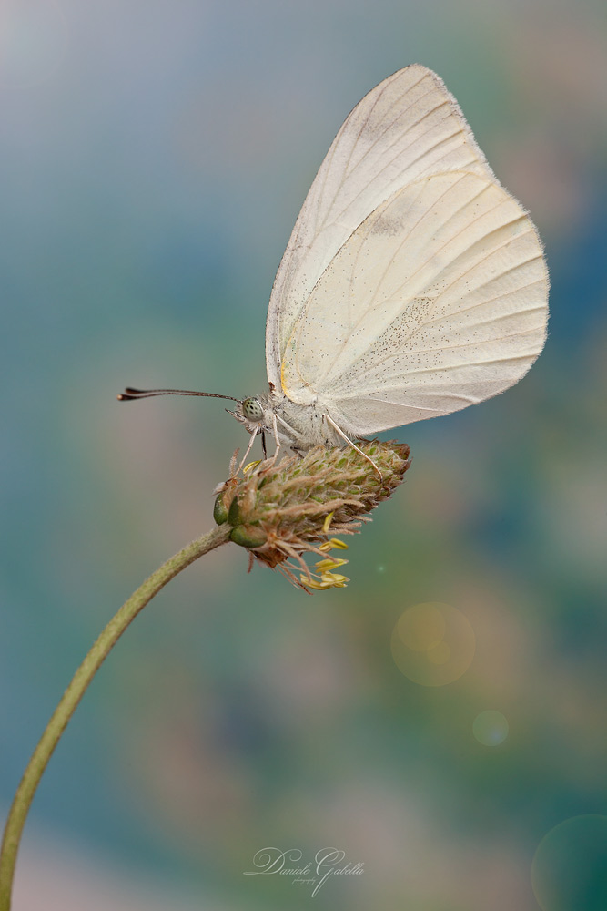 Pieris brassicae Linnaeus, 1758