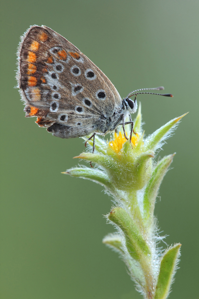 Chiss� Com'�....!