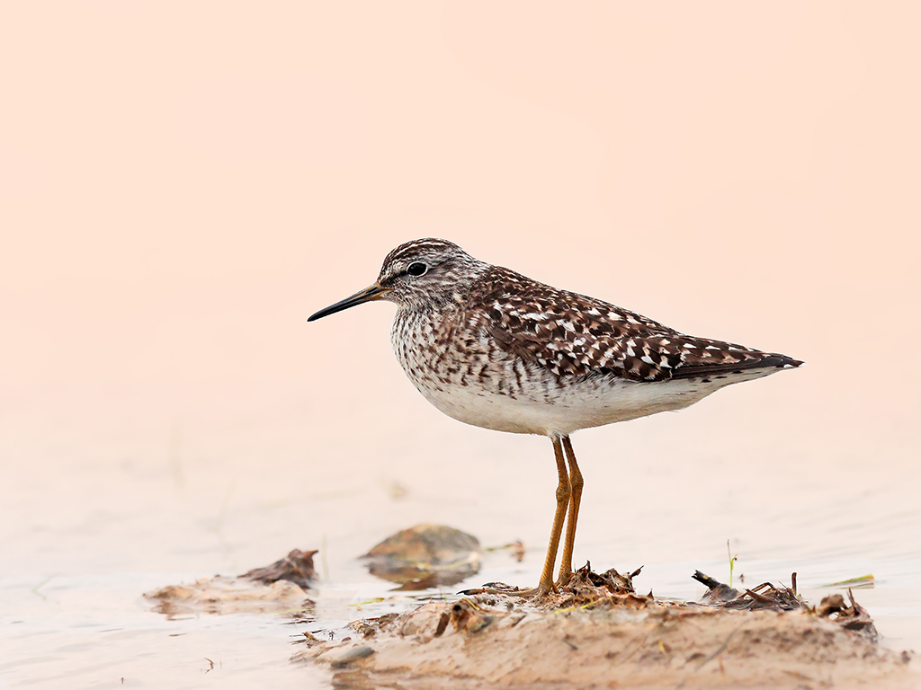 Piro Piro Piccolo # 4