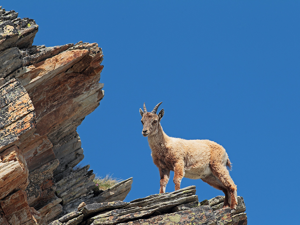 Stambecco # 4