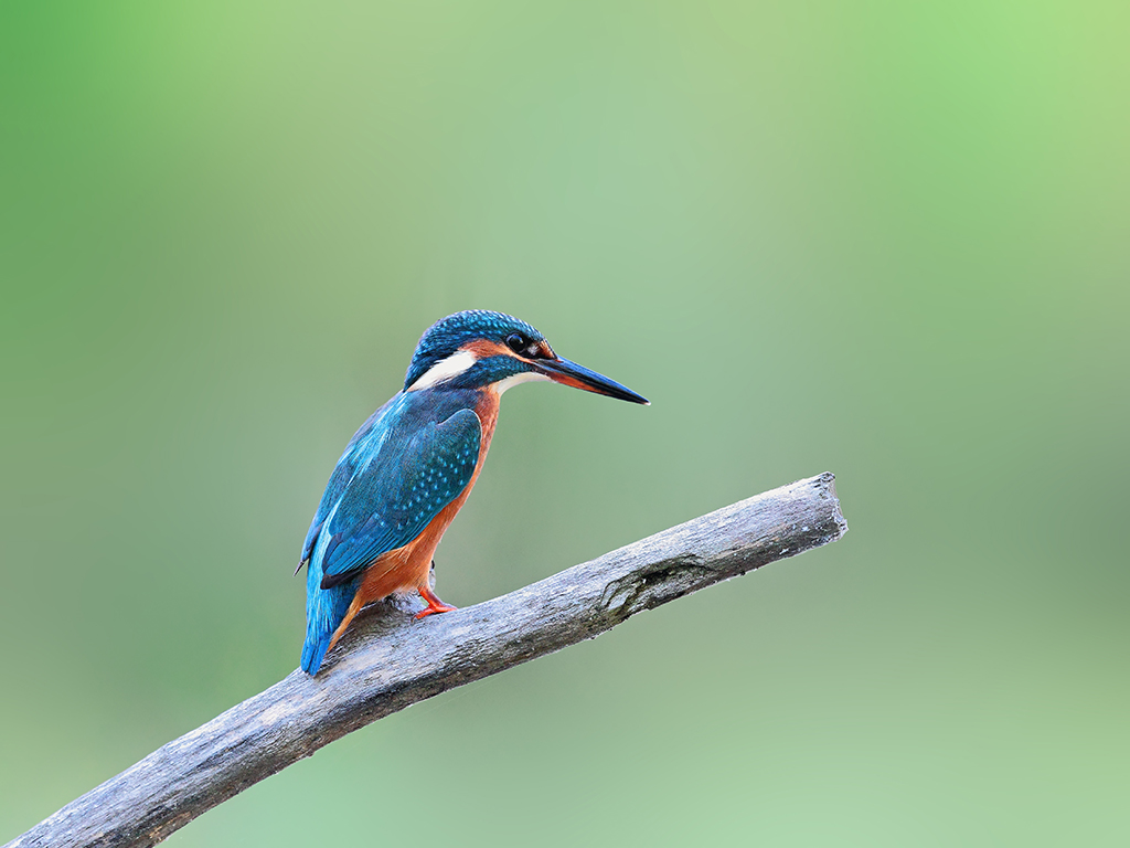 Martin Pescatore # 1