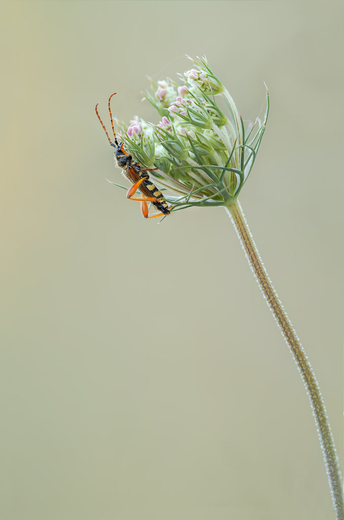 Stenopterus ater Linnaeus