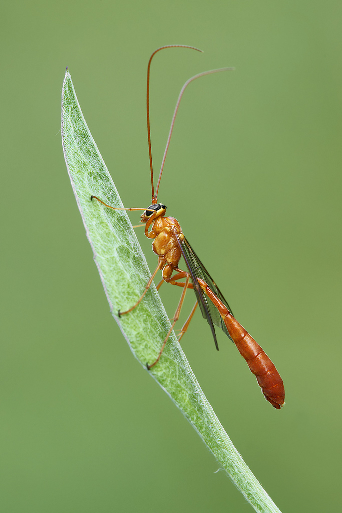 Enicospillus icneumonide ophioninae
