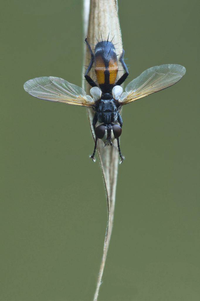 C'� Sempre Una Prima Volta...!