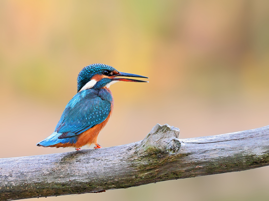 Martin Pescatore # 2