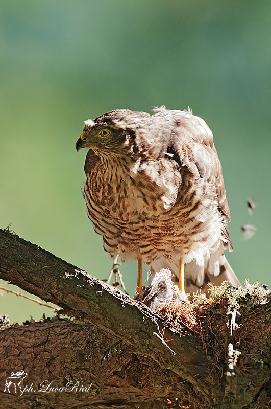 Sparviero - sparrowhawk