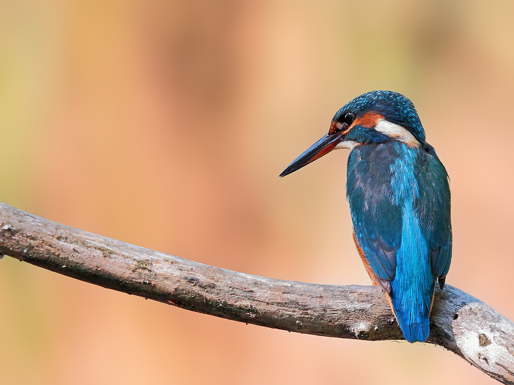 Martin Pescatore # 3