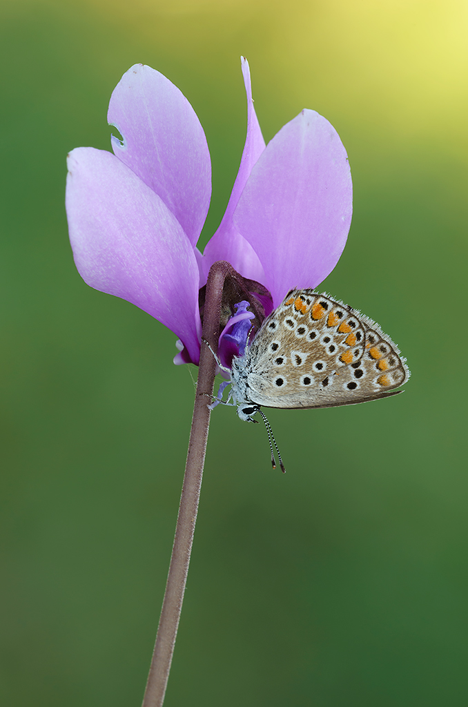 Il petalo mancante...