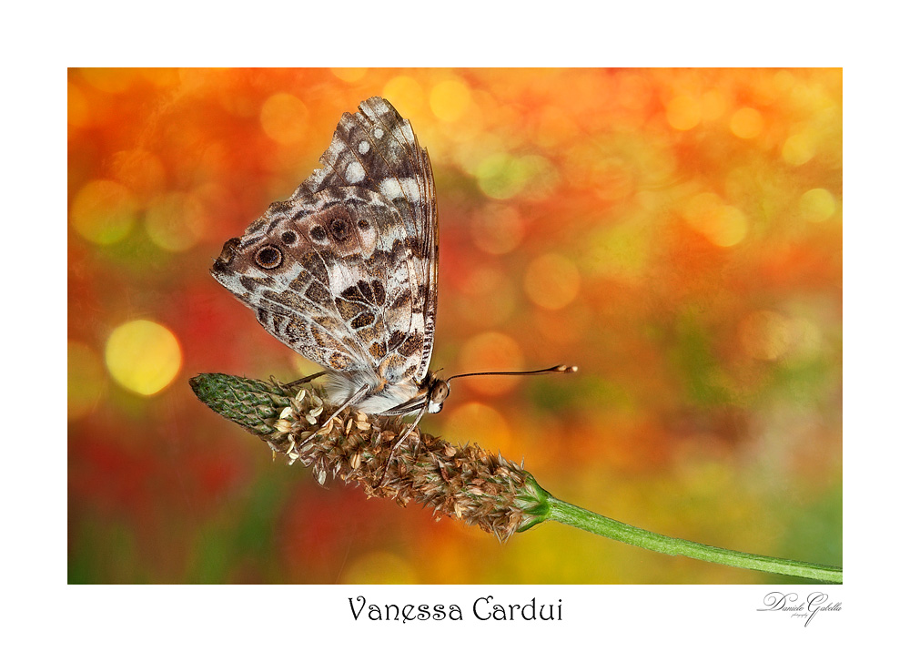Vanessa Cardui