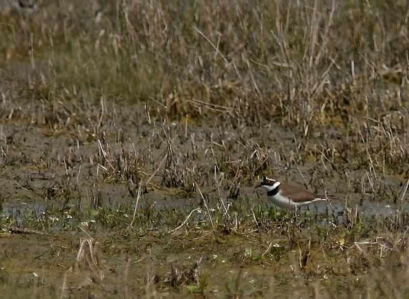 Corriere piccolo (Charadrius dubius)