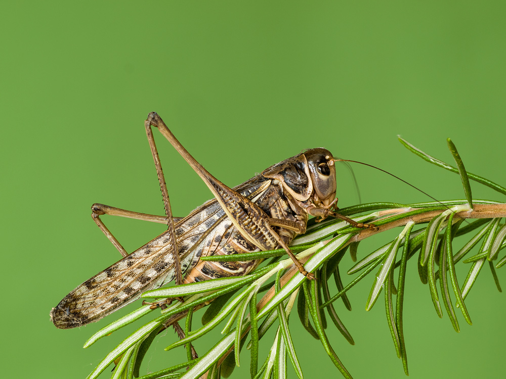 cavalletta su rosmarino
