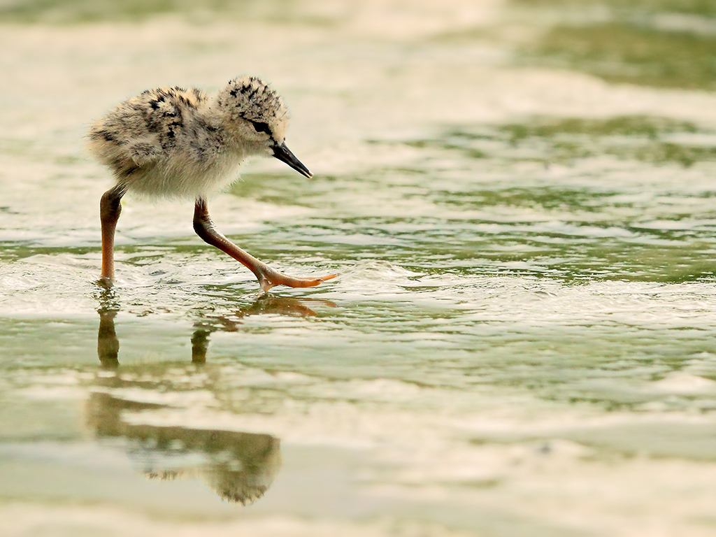 Cavalieri d'Italia # 12