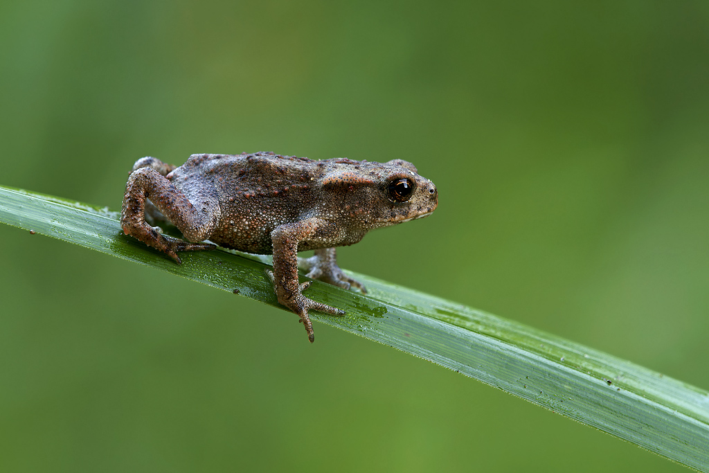 Anura Bufonidae    ( Bufo Bufo )