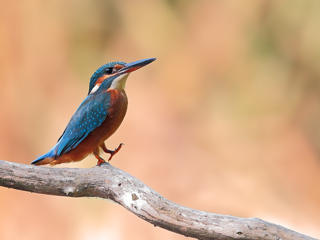 Martin Pescatore # 4