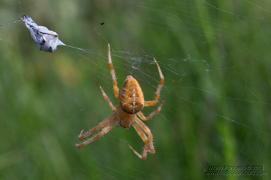 Araneus diadematus con preda 2
