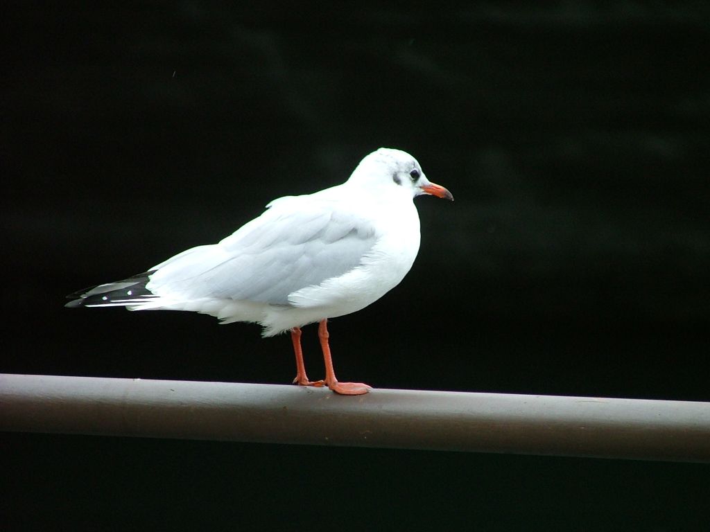 Gabbiano Svizzero