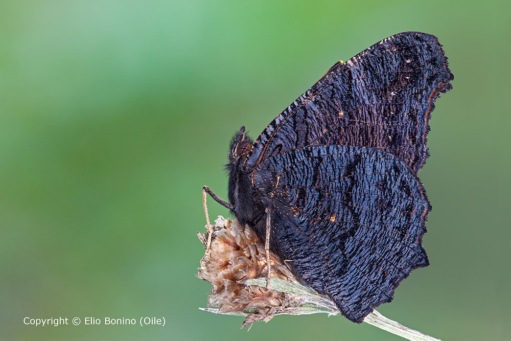 Vanessa io o Occhio di pavone (Inachis io)