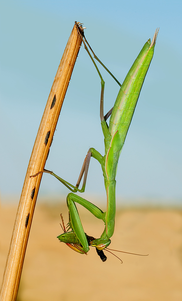 Cosa non si fa per i figli !!