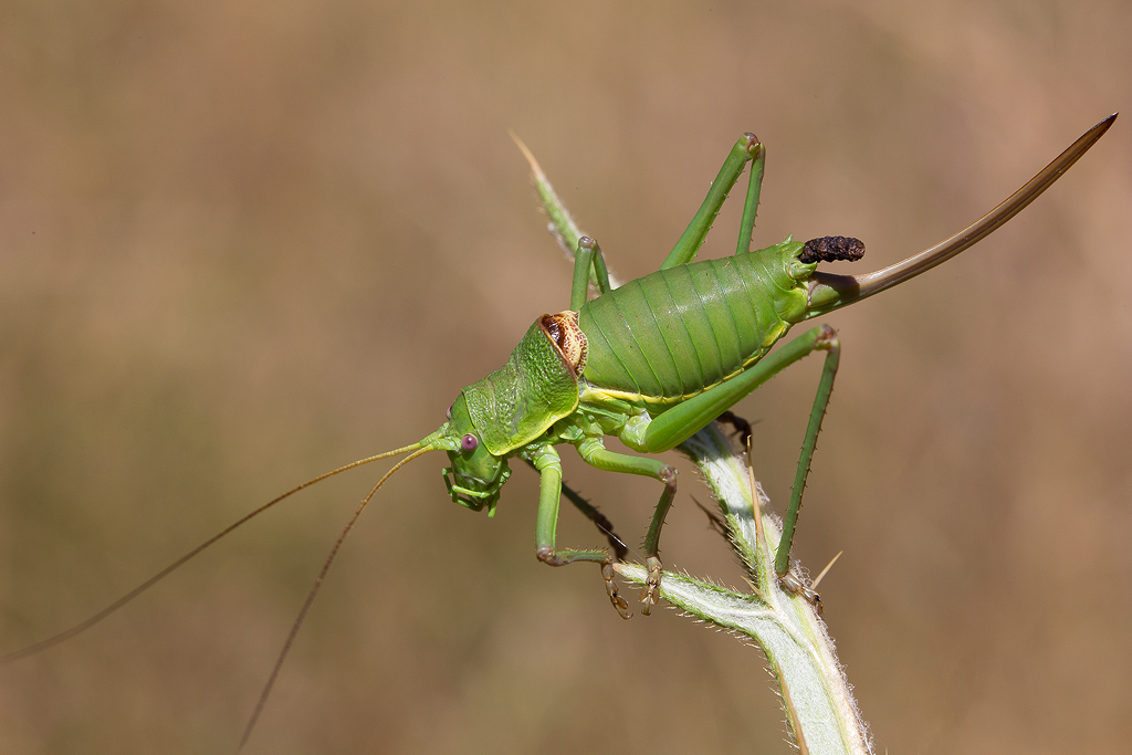 Bradyporydae-Uromenus sp