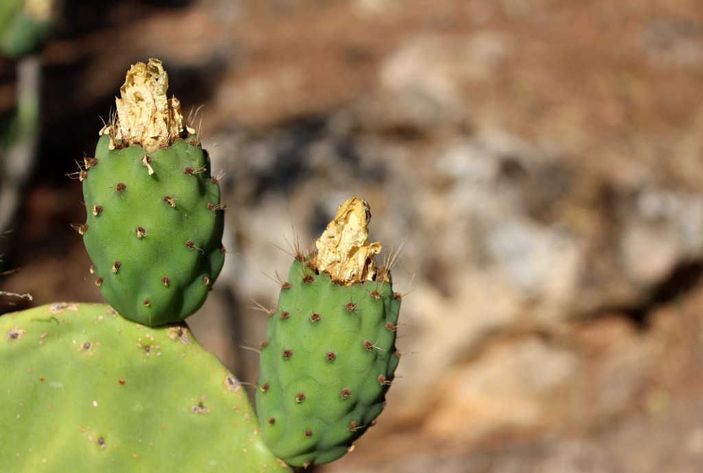 Foto di Michele Cricchio - Pale di fico d'india