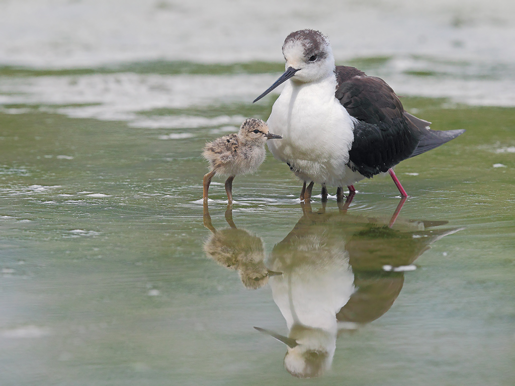 Cavalieri d'Italia # 13