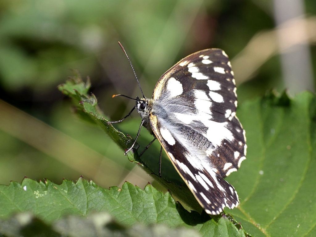 Melanargia Galathea