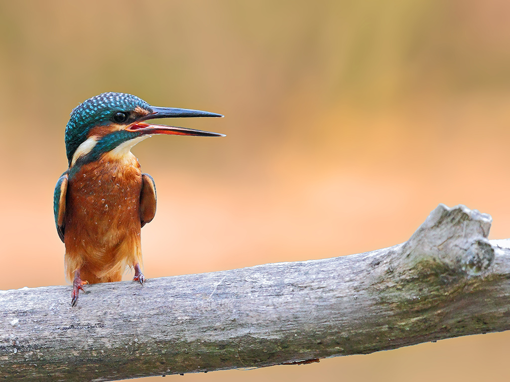 Martin Pescatore # 6