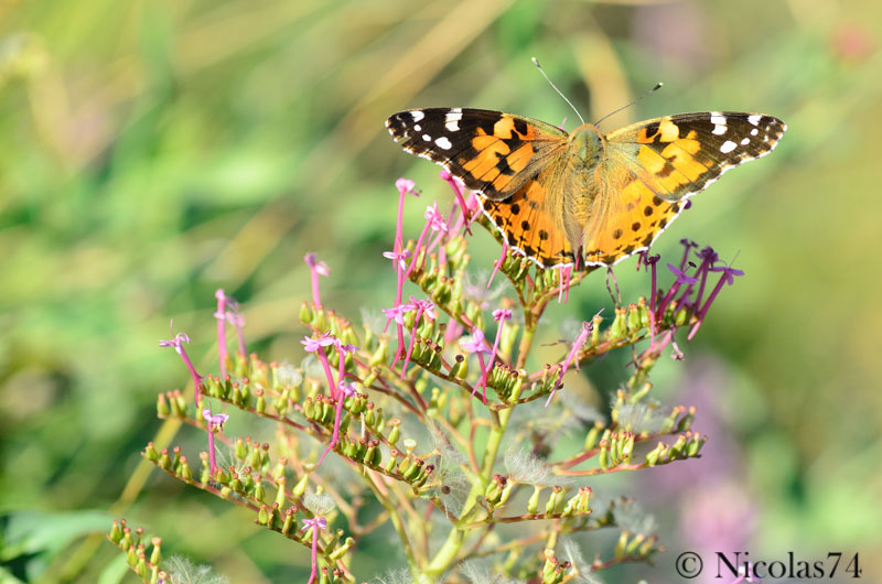 vanessa cardui