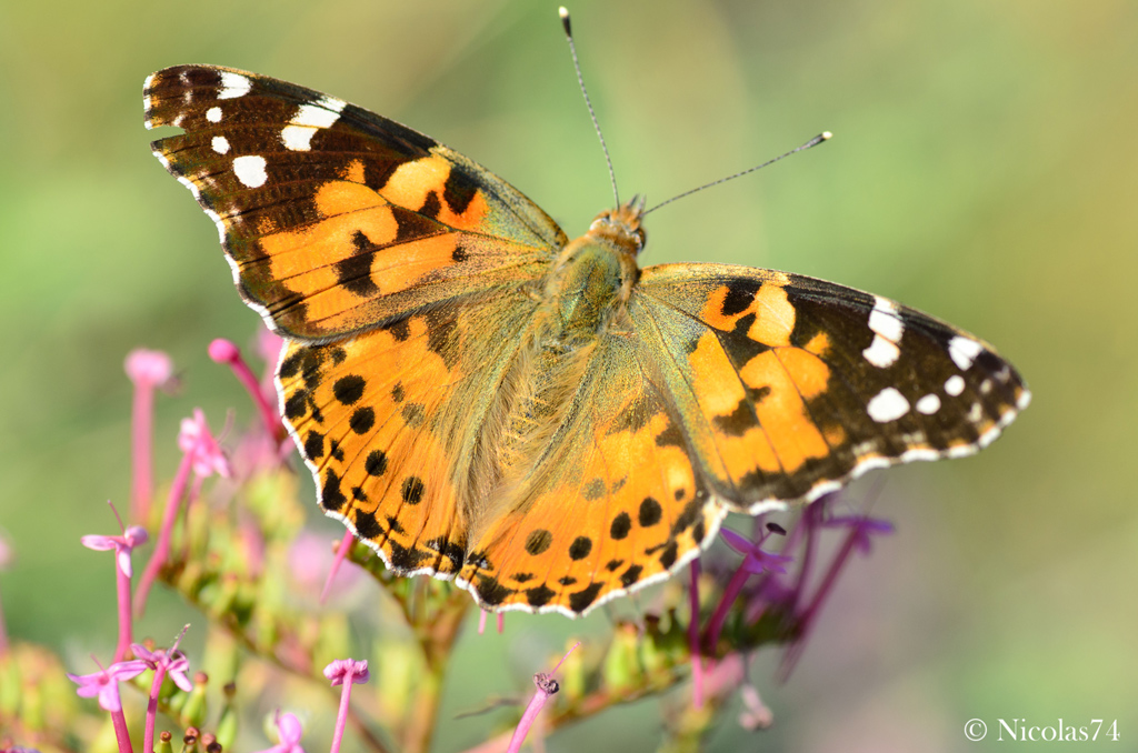 vanessa cardui