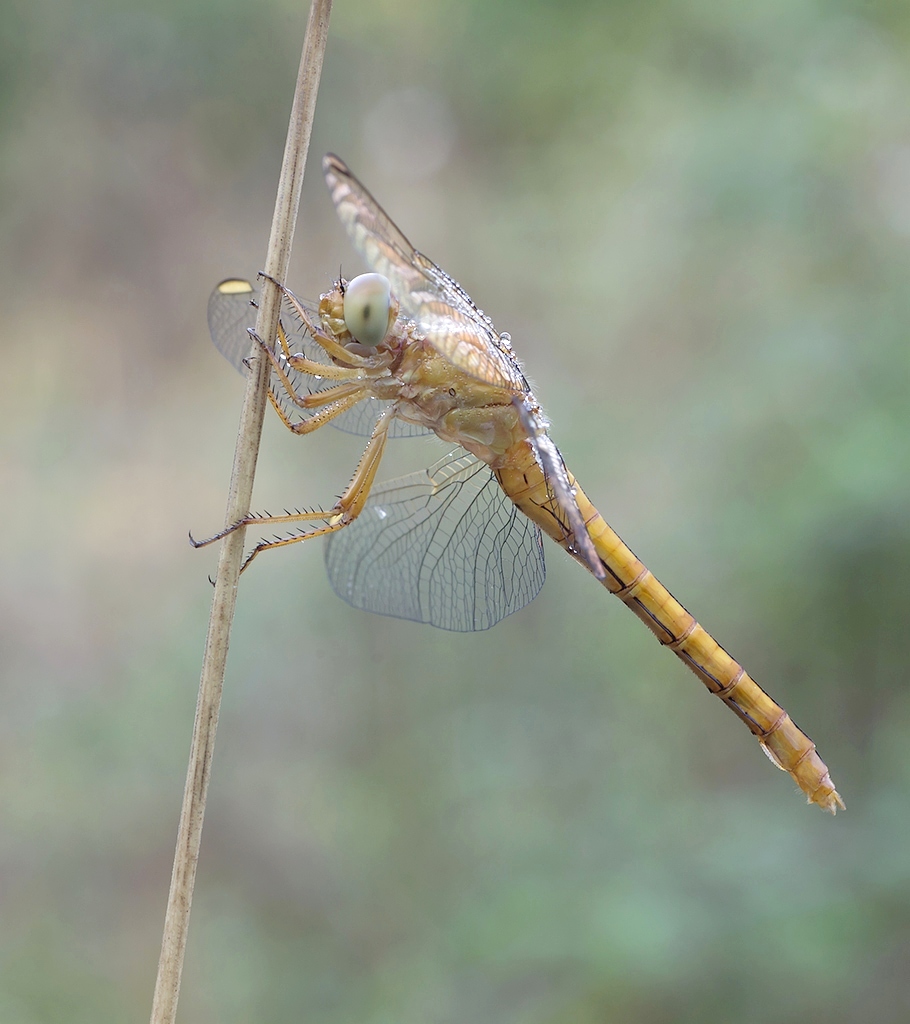 Crocothemis Erythraea...