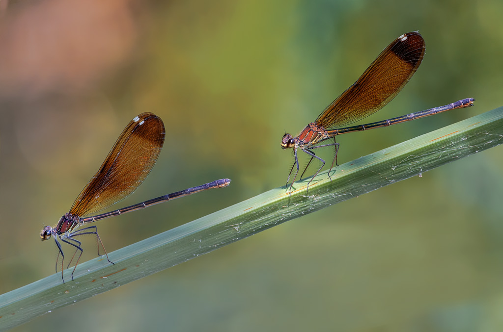 Calopteryx haemorrhoidalis  in coppia