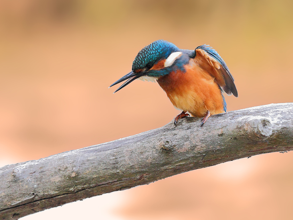 Martin Pescatore # 9