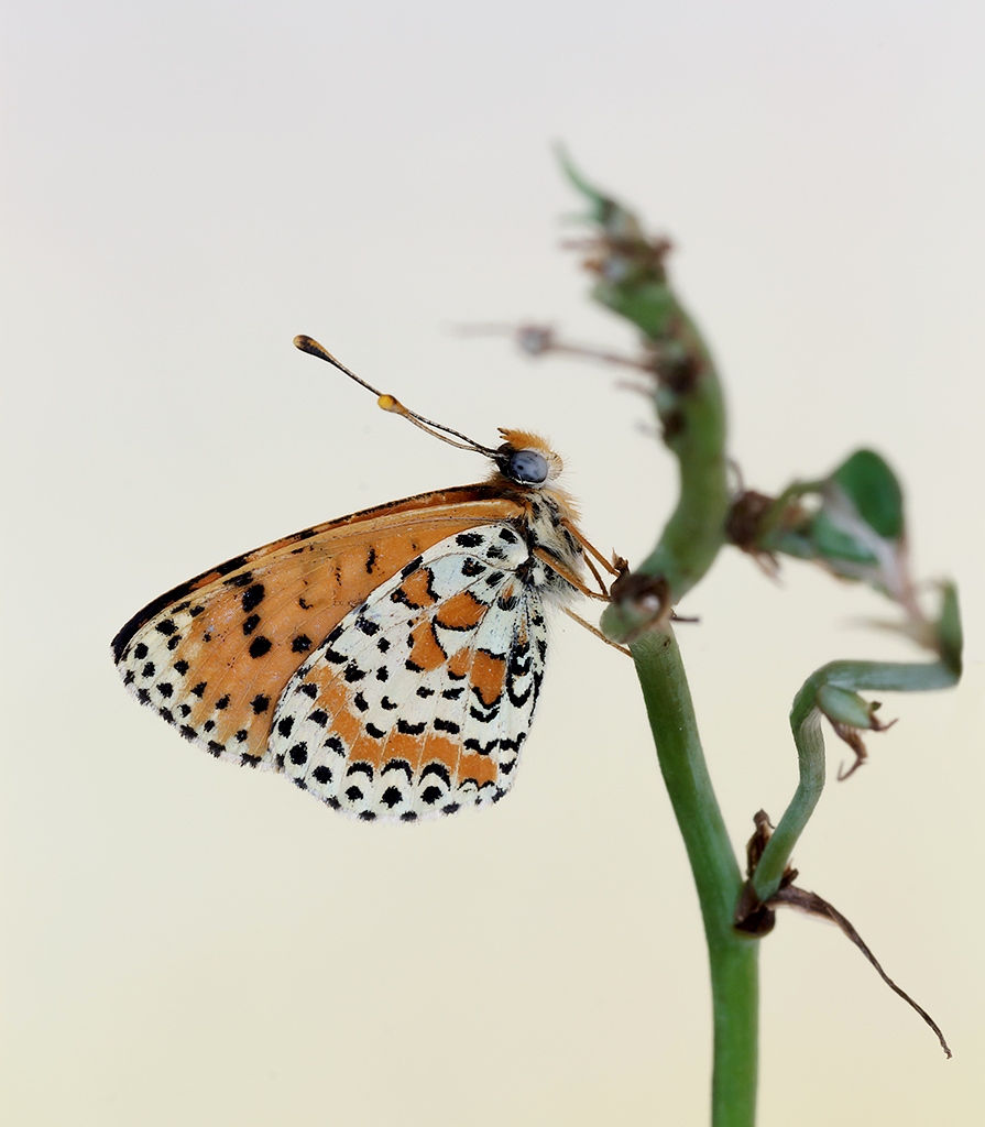 Melitaea...