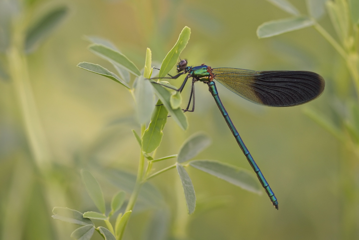 Calopteryx splendens - 1