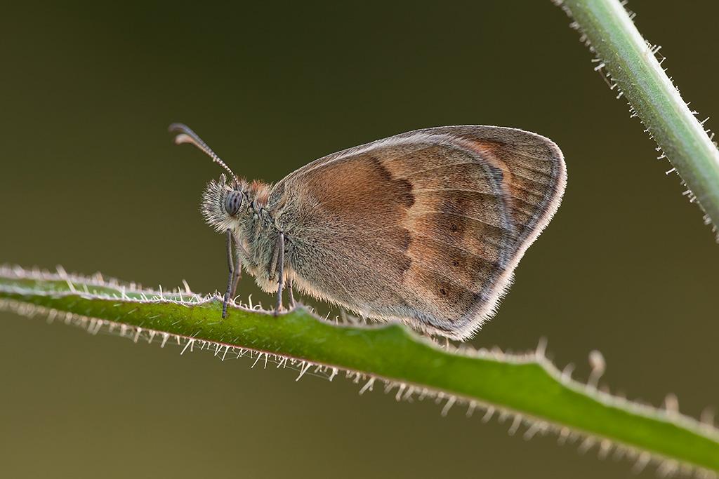 Coenonympha pamphilus