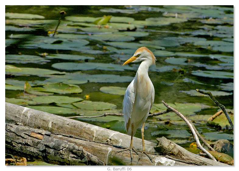 Sempre Airone Guardabuoi