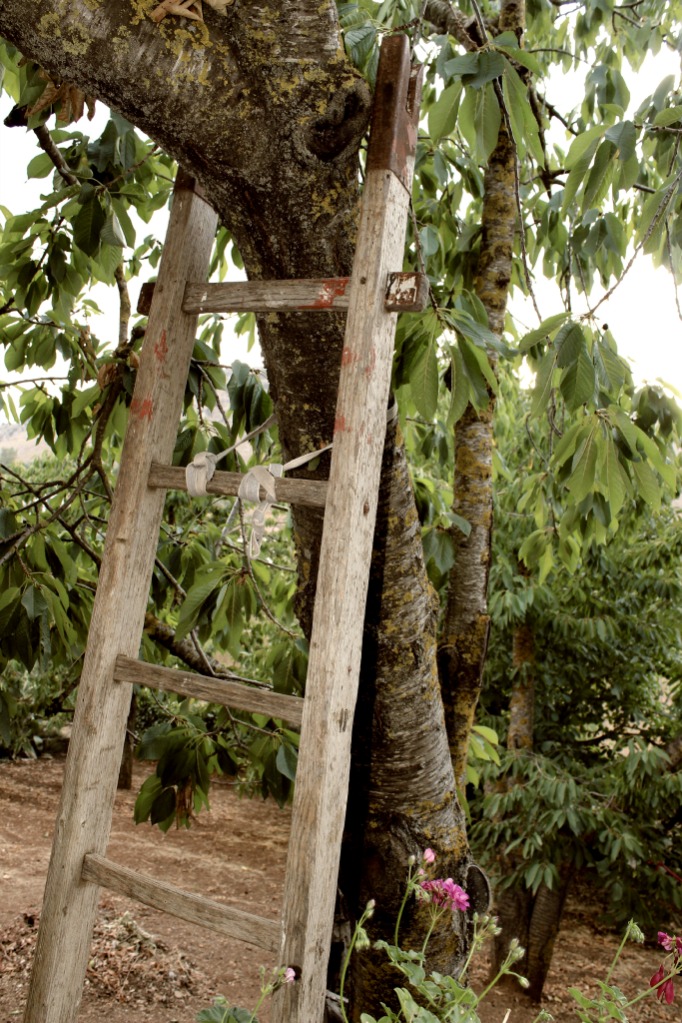 Si avvicina il tempo della raccolta