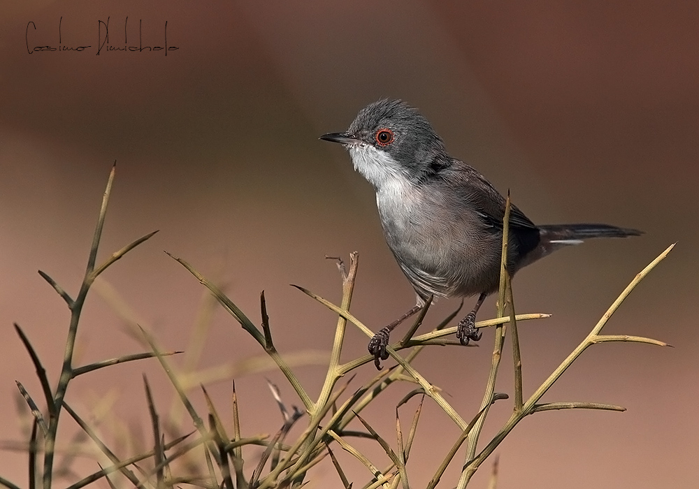 Occhiocotto Femmina/2