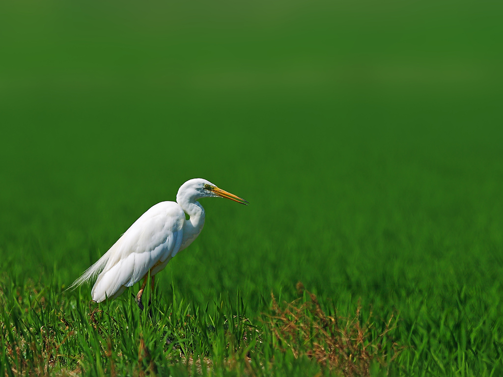 Airone Bianco Maggiore # 1
