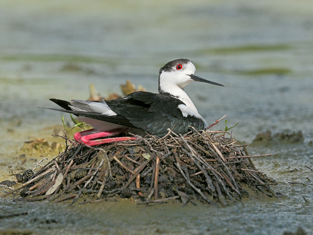 Cavalieri d'Italia # 15