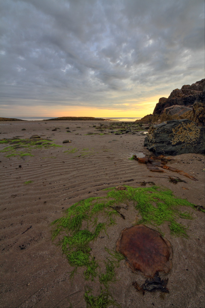 La medusa spiaggiata