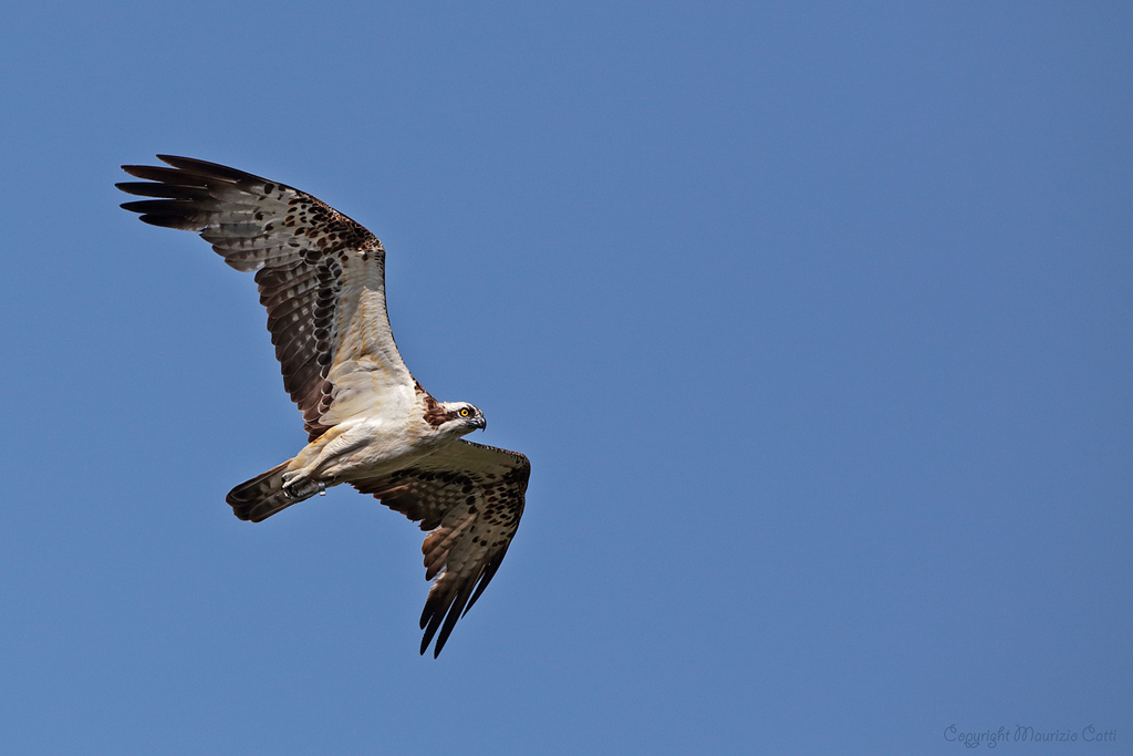 Falco pescatore Pandion haliaetus Osprey