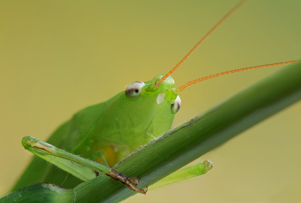 Il  Ritratto  dell'ortottero
