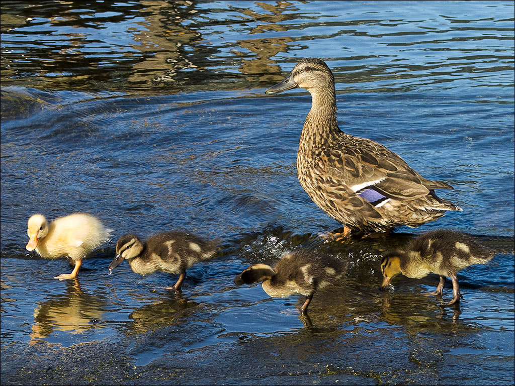 In fila, avanti, marsch!