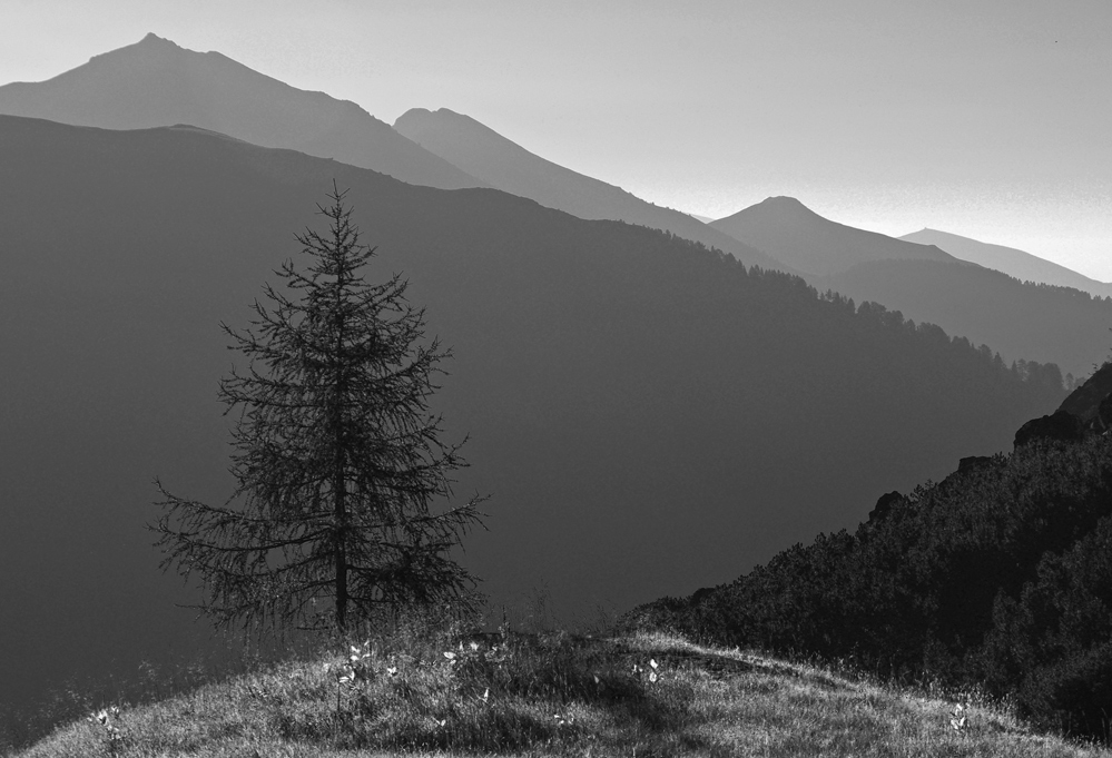 Larice in Val Vendrame