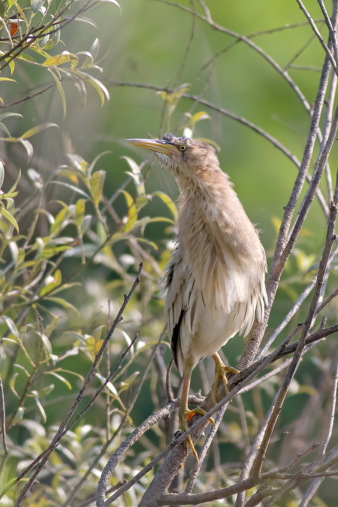 tarabusino stizzito...